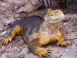 land iguana