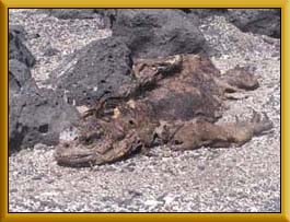 dead iguana