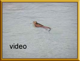 swiming iguana