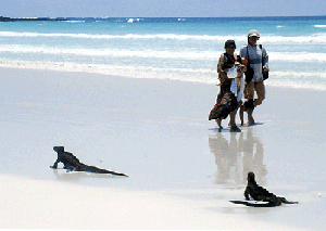 tame iguanas at the beach