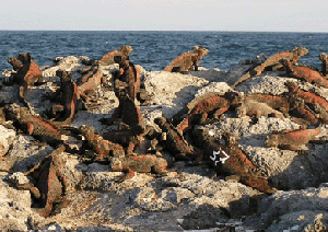 a group of bachelors